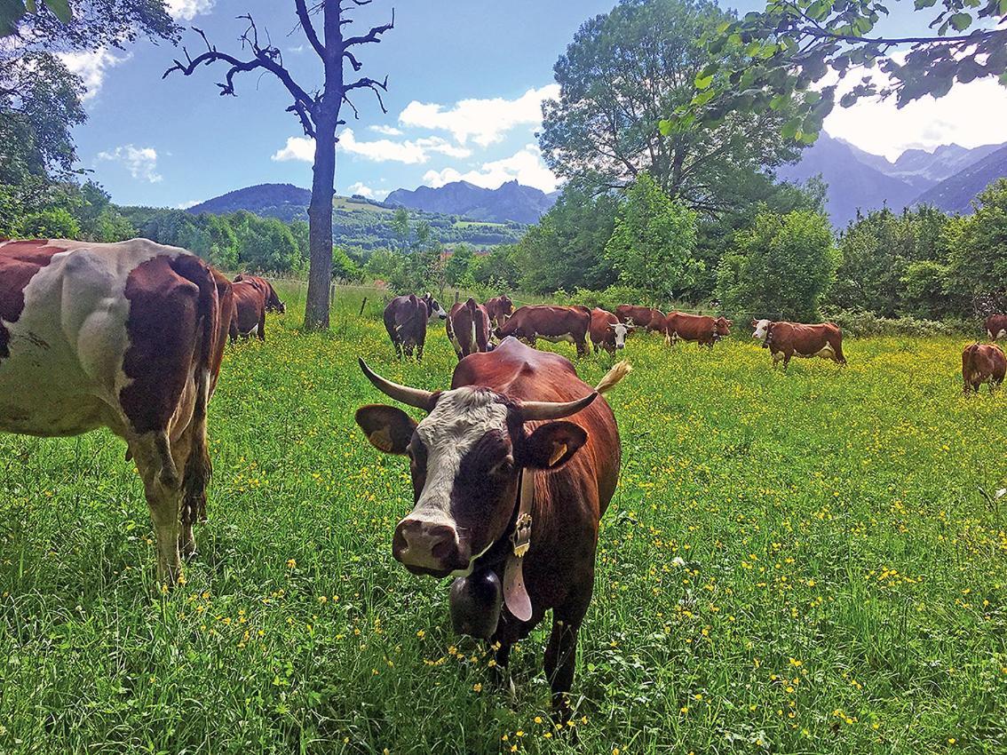 L'Ourserie Bed & Breakfast Saint-Paul-en-Chablais Eksteriør billede